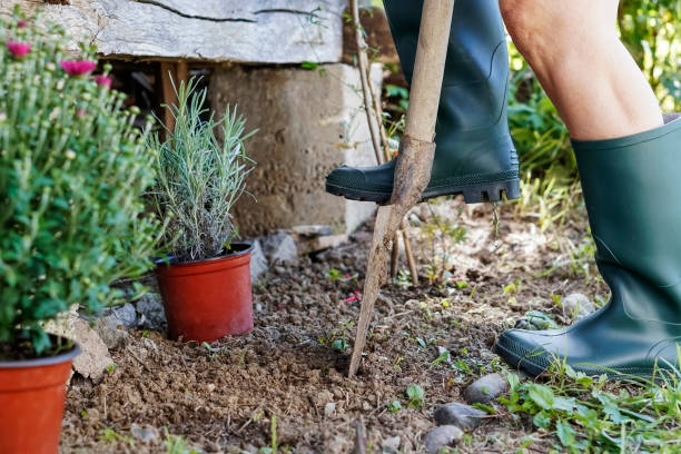 istock Senior woman gardening in back yard 1271020100
