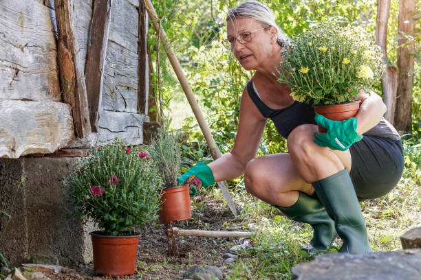 istock Senior woman gardening in back yard 1271020672