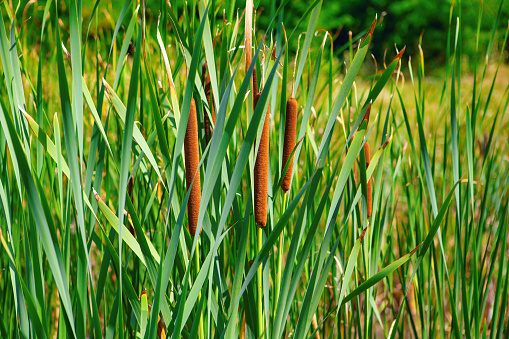 Full-frame image of cattails in a wetlands area on a bright, autumn afternoon.