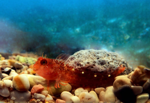 istock Zvonimir‘s blenny, Mediterranean fish - (Parablennius zvonimiri) 1271023917