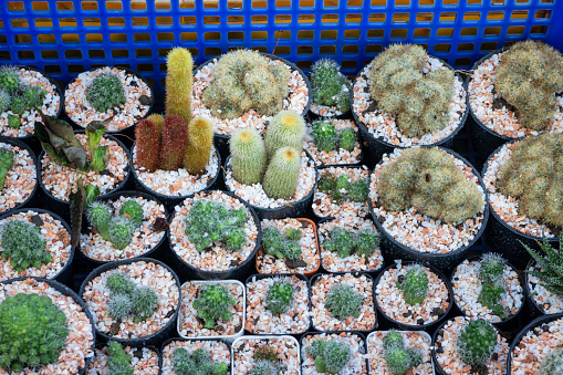 Cactus plant pots in window shopping in Chiang Mai, จ.เชียงใหม่, Thailand