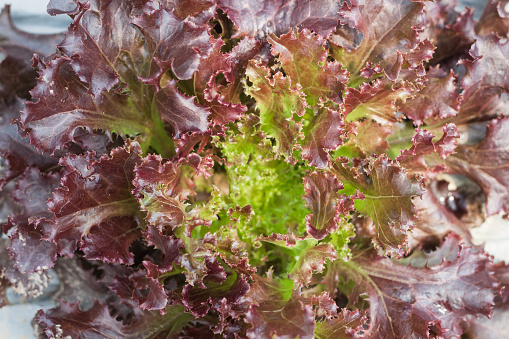 Red coral salad plant in organic farm in Chiang Mai, จ.เชียงใหม่, Thailand