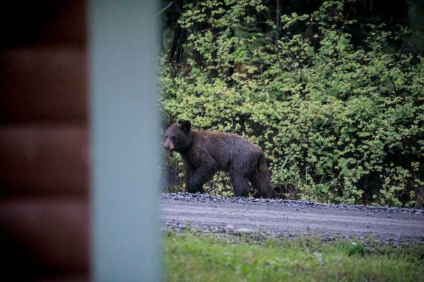 młody czarny niedźwiedź w górach san juan w kolorado. - san juan basin zdjęcia i obrazy z banku zdjęć