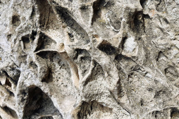 istock A texture of a wooden bark. 1271027263