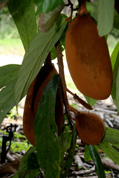 istock cupuacu plantation in southern bahia 1271029155