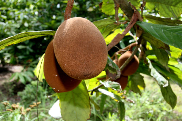 cupuacu plantation in southern bahia porto seguro, bahia / brazil - january 16, 2008: Cupuacu plantation in the city of Porto Seguro, in southern Bahia. theobroma stock pictures, royalty-free photos & images