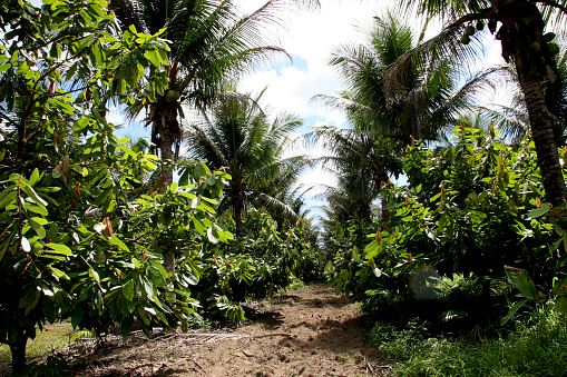 porto seguro, bahia / brazil - january 16, 2008: Cupuacu plantation in the city of Porto Seguro, in southern Bahia.