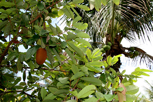 Close up of mangoes hanging on a mango tree