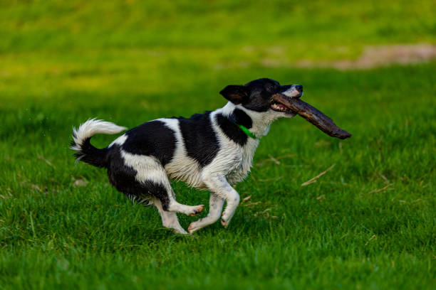 istock Young companion dog playing 1271029187