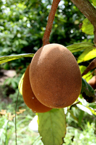 cupuacu plantation in southern bahia porto seguro, bahia / brazil - january 16, 2008: Cupuacu plantation in the city of Porto Seguro, in southern Bahia. theobroma stock pictures, royalty-free photos & images