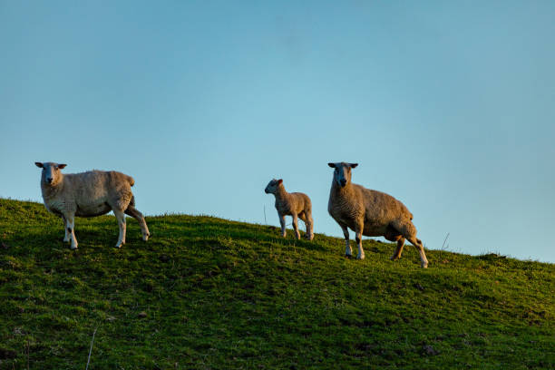 istock Newly born lambs and their mums 1271029277