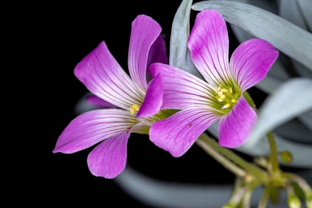 istock Largeflower Pink-Sorrel 1271029296