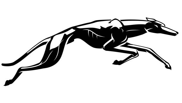 greyhound lunges shadow, schnellste hunderasse - windhund stock-grafiken, -clipart, -cartoons und -symbole
