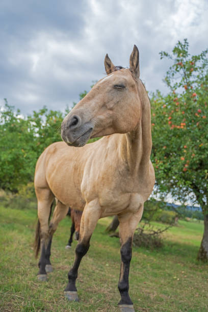 istock Beauty looking Western Horse 1271034744