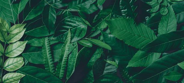 istock tropical leaves, green leaves texture, nature background 1271036406