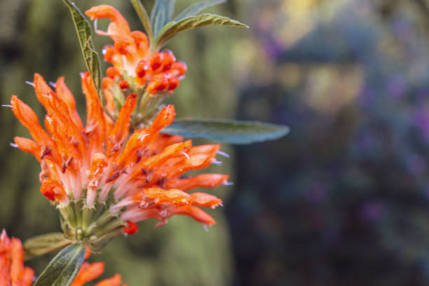istock orange flower in the garden 1271037202