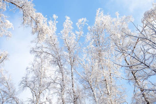 istock Tree branches covered with white fluffy snow close up detail top view, winter in forest, bright blue sky background, seasonal weather card, beautiful nature from Siberia, Russia 1271039878