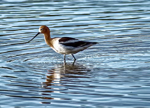 An American Avocet searches for food in the lake