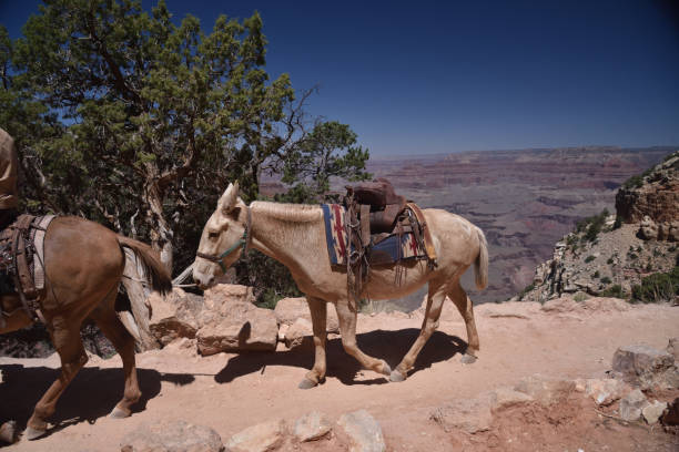 istock Grand Canyon pack donkeys make their way up the canyon 1271040573