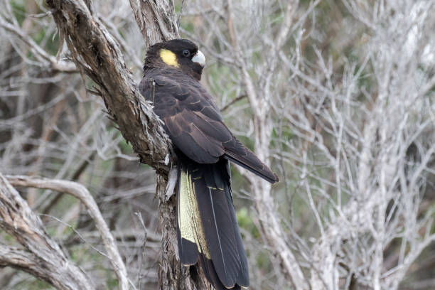 istock Yellow-tailed Black Cockatoo 1271040765