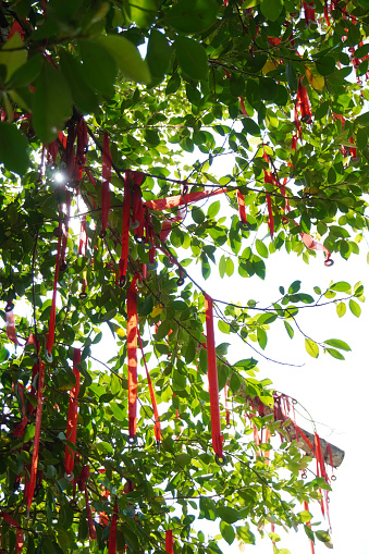 In Chinese culture, colour red symbolizes good luck and joy. It is believed that tying a red ribbon to the “wishing tree” will make the wish come true.