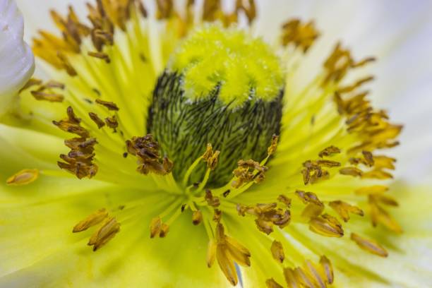 istock Center of white poppy flower 1271044549