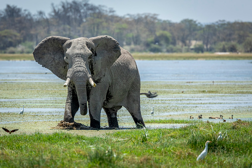 Big bull elephant walking in river in Amboseli National Park in Kenya