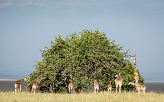 Group of giraffes standing around a big round bush eating leaves in Masai Mara in Kenya