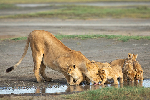 Leona y sus pequeños cachorros de león bebiendo agua de un charco en Ndutu en Tanzania photo