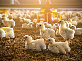 Chicken in farm business