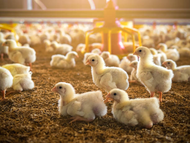 Chicken in farm business The little chicken in the smart farming. The animals farming business picture with yellow light baby chicken photos stock pictures, royalty-free photos & images