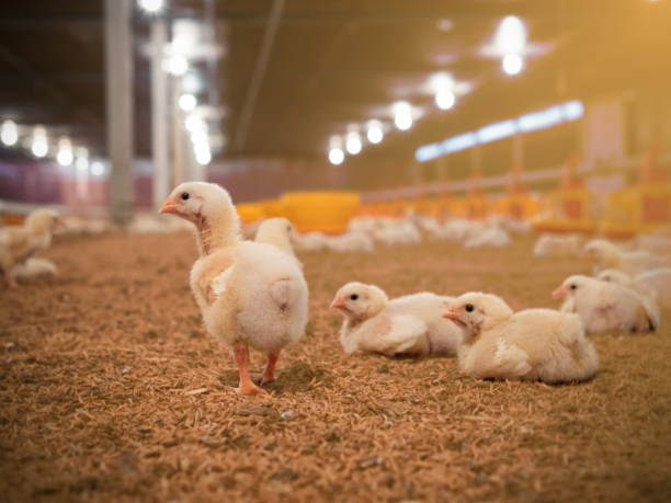 istock Little chicken in the farm 1271046859