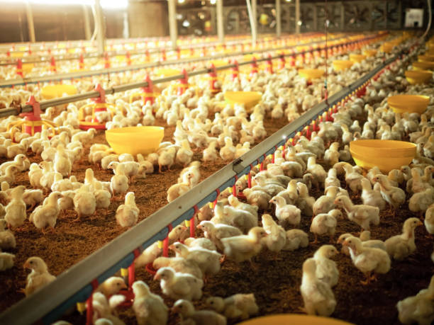 istock Chicken feeding in agriculture business 1271046863