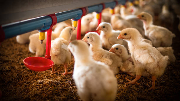 alimentación de pollos - young bird poultry chicken livestock fotografías e imágenes de stock