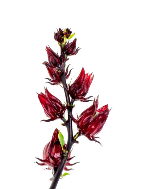 istock Close up Hibiscus sabdariffa or roselle fruit 1271047957