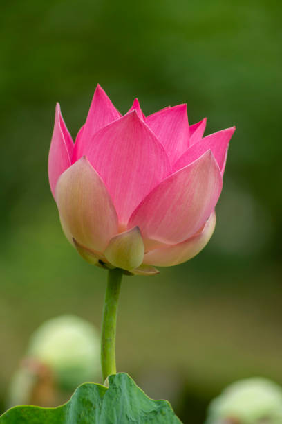 Close up pink lotus flower with blur background.