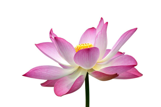 istock Beautiful pink lotus flower isolate on white background with clipping path. 1271048161