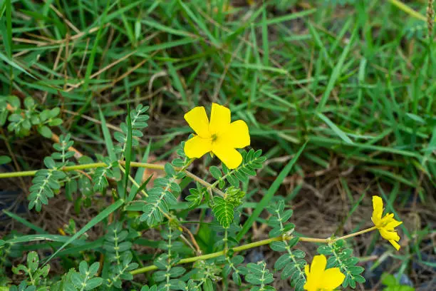 Photo of Yellow flowers of Tribulus terrestris plant.