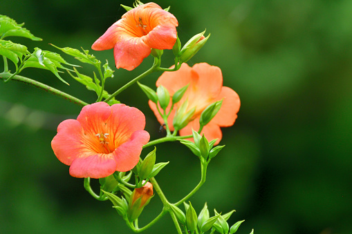 Campsis radicans, commonly called trumpet vine or trumpet creeper, is a dense, vigorous, multi-stemmed, deciduous, woody, clinging vine that attaches itself to structures and climbs by aerial rootlets. Clusters of red trumpet-shaped flowers appear throughout the summer (June to September). Flowers are followed by long, bean-like seed pods which split open when ripe, releasing numerous 2-winged seeds for dispersal by the wind.