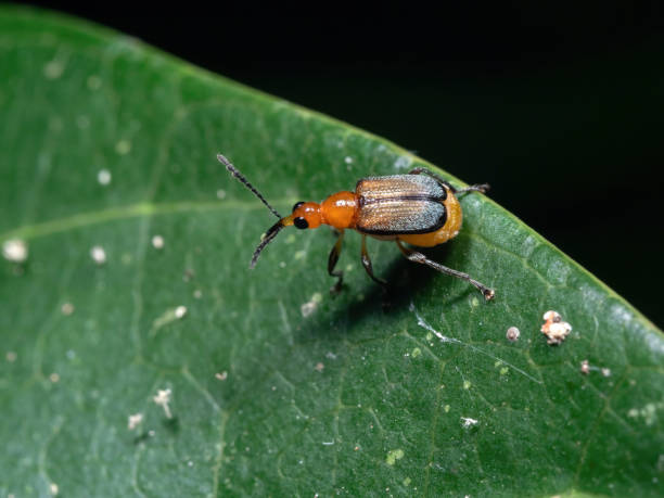 istock Macro Photo of Orange Weevil on Green Leaf 1271054209