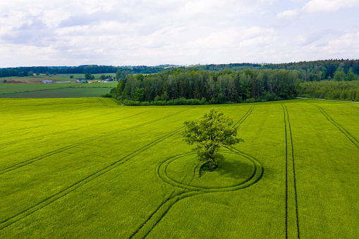 wonderful view from above on single tree in a green field and forest in the background, sunny day and long shadows