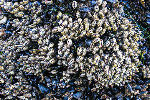 Clusters of Mussels