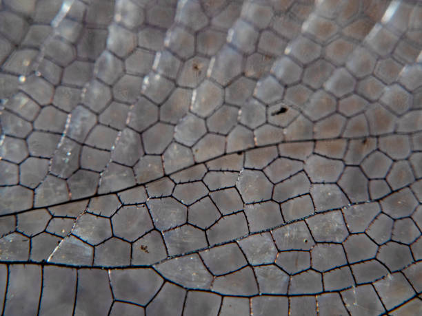 istock Dragonfly Wing Structure Close-up Photography 1271058978