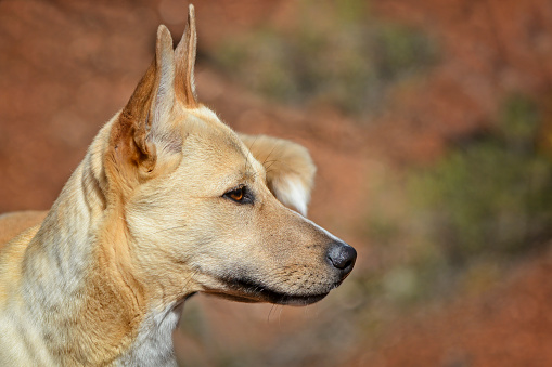 Young Australian native dingo in the wild