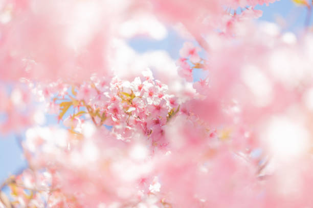 春には桜が咲いている - 桜吹雪 ストックフォトと画像
