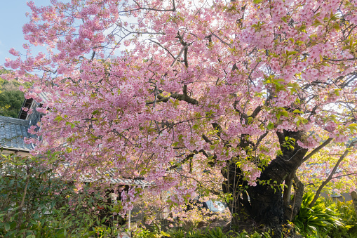 Cherry blossoms are blooming in spring
