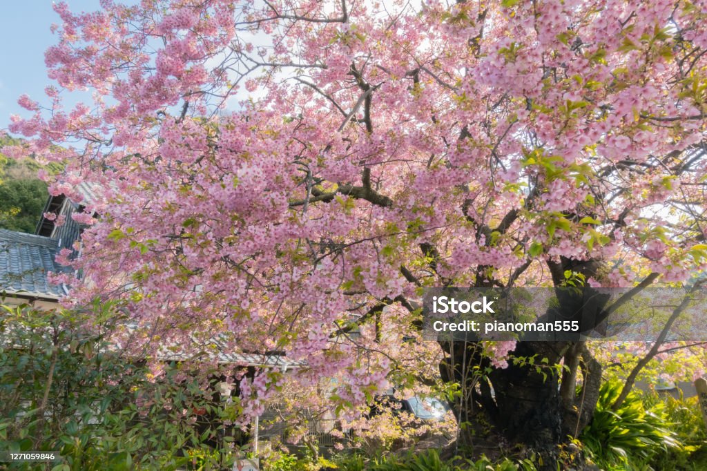 Cherry blossoms are blooming in spring Cherry Tree Stock Photo