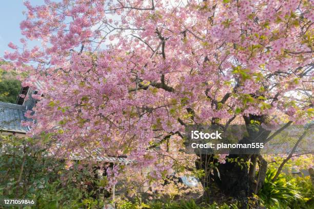 Cherry Blossoms Are Blooming In Spring Stock Photo - Download Image Now - Cherry Tree, Yard - Grounds, Annual Event