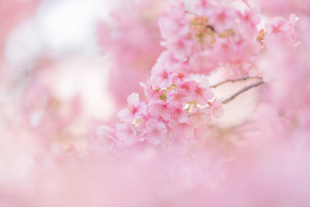 istock Cherry blossoms are blooming in spring 1271059893