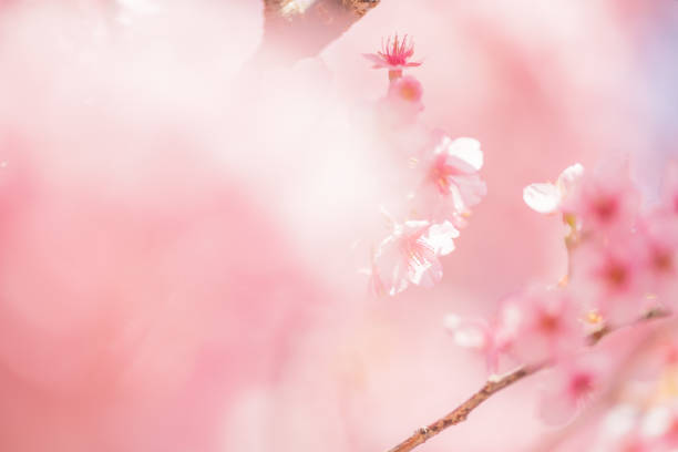 春には桜が咲いている - 桜吹雪 ストックフォトと画像
